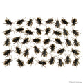 Cockroaches - Bag Of 40