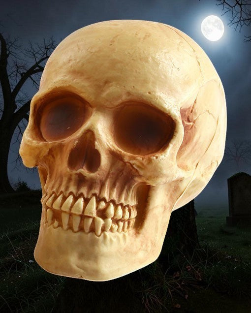 Halloween-Emporium realistic 8-inch human skull decoration with weathered bone texture for haunted house displays
