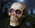 Halloween-Emporium 8-inch realistic human skull prop with weathered bone texture for haunted house decor.