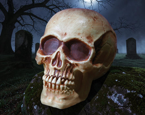 Halloween-Emporium 8-inch realistic human skull prop with weathered bone texture for haunted house decor.