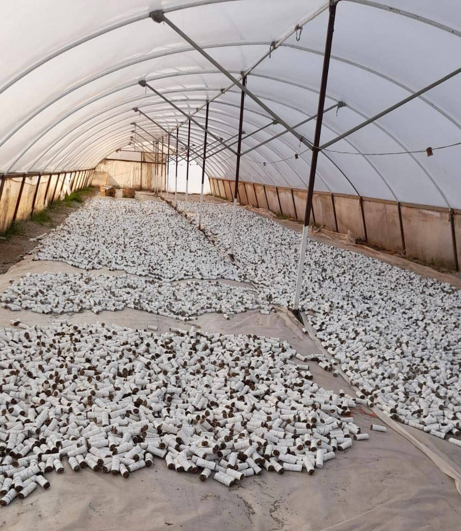 Halloween-Emporium white sage smudge sticks drying on the floor of a large greenhouse in California